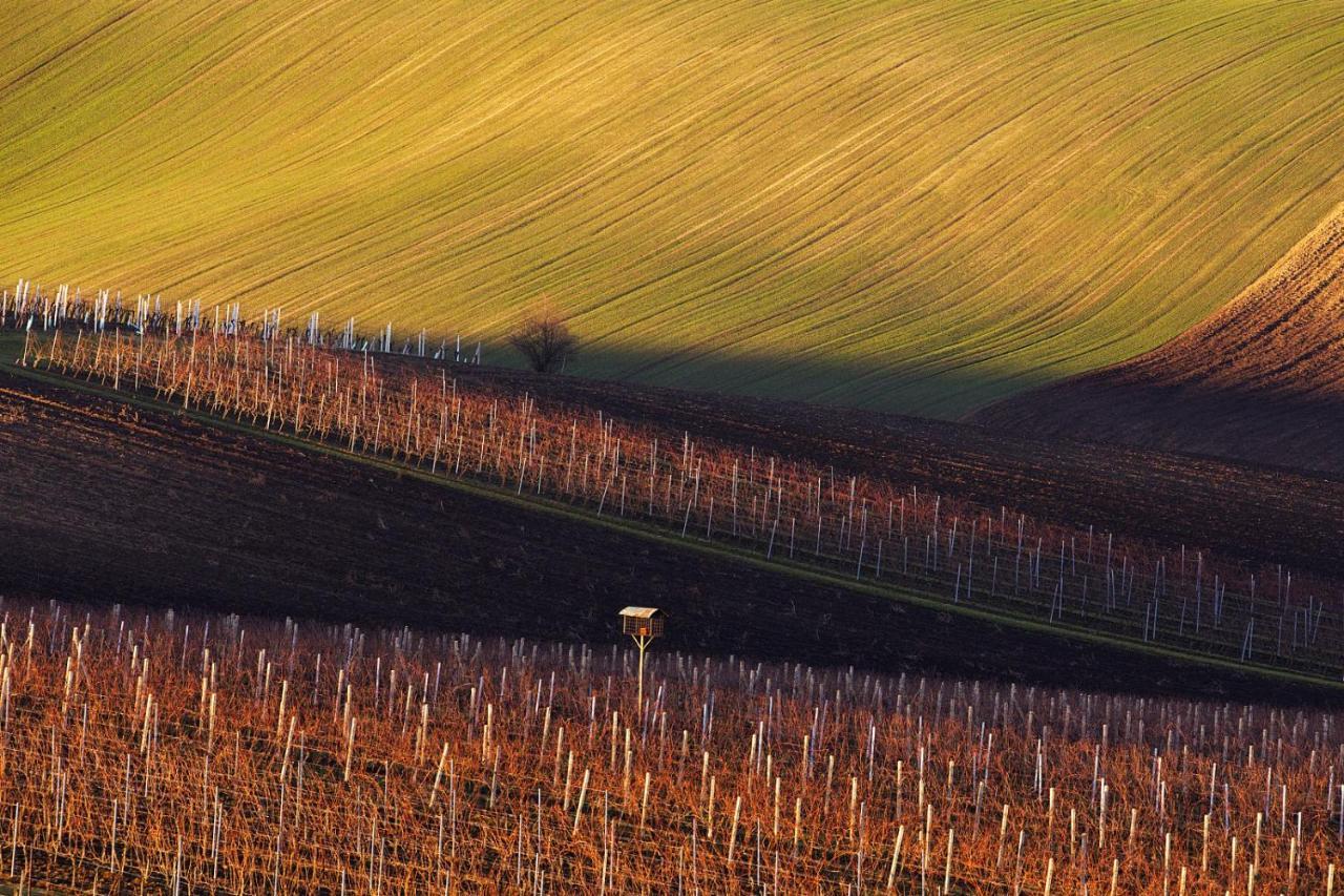 Vinoza - Ubytovani A Vinny Sklep Velke Bilovice Rulandova Dış mekan fotoğraf