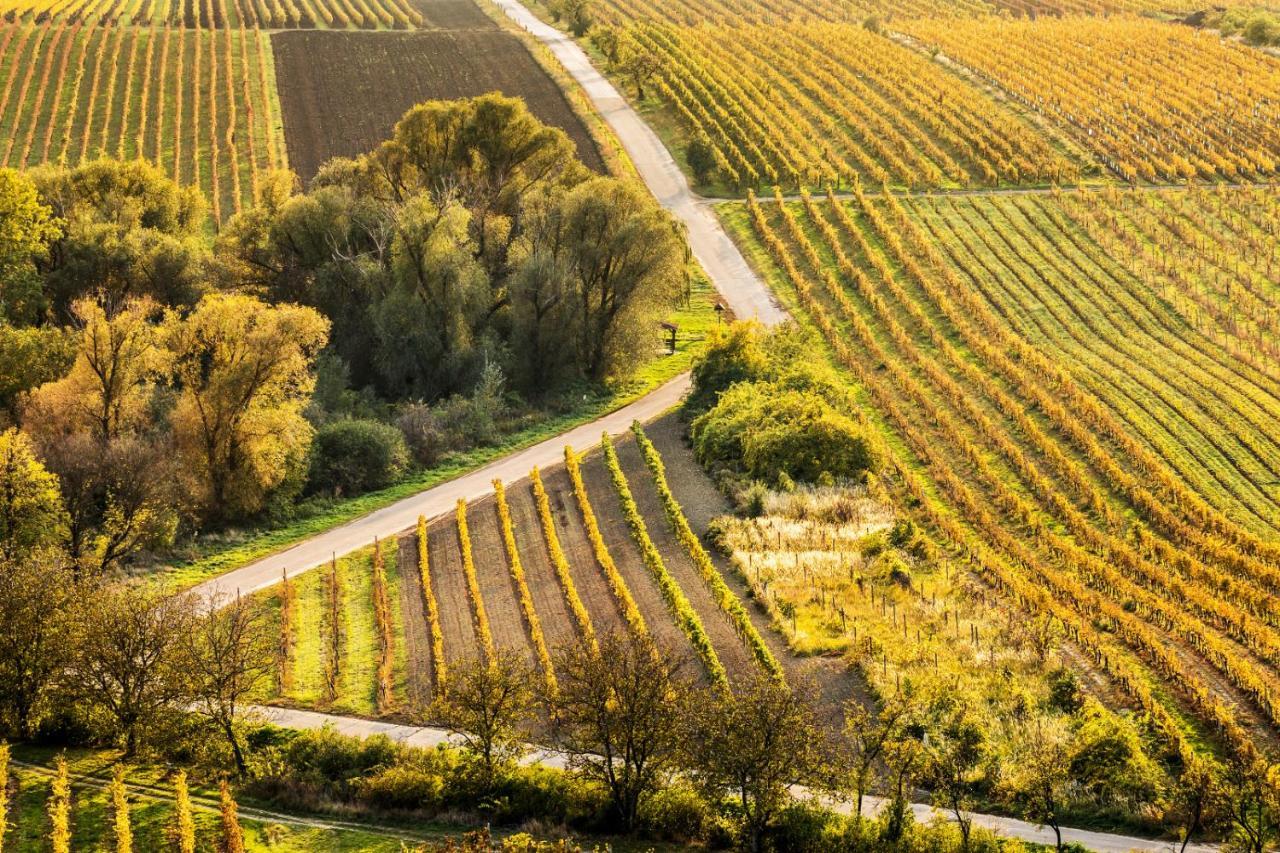 Vinoza - Ubytovani A Vinny Sklep Velke Bilovice Rulandova Dış mekan fotoğraf
